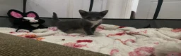 Mixed Breed cats for sale: Beautiful grey, white and tabby kittens for sale - Advert 6
