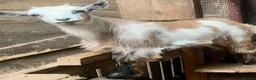 Goats livestock for sale: Pygmy goat kids available (pairs only )  - Advert 9