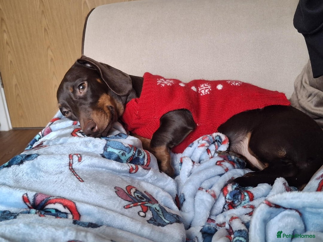 Miniature Dachshund dogs for sale: Winnie miniature dachshund - Advert 6