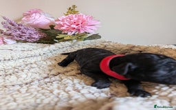 Cockapoo dogs for sale: Toy cockerpoo  - Advert 12