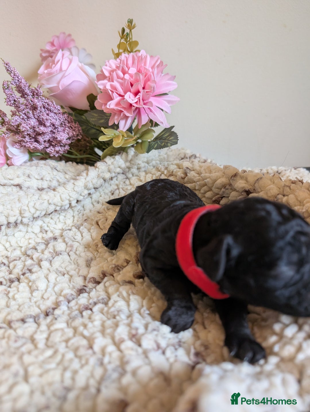 Cockapoo dogs for sale: Toy cockerpoo  - Advert 12