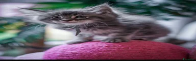 Maine Coon Kitten 2
