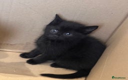 Mixed Breed cats for sale: 7 beautiful kittens available. - Image 8