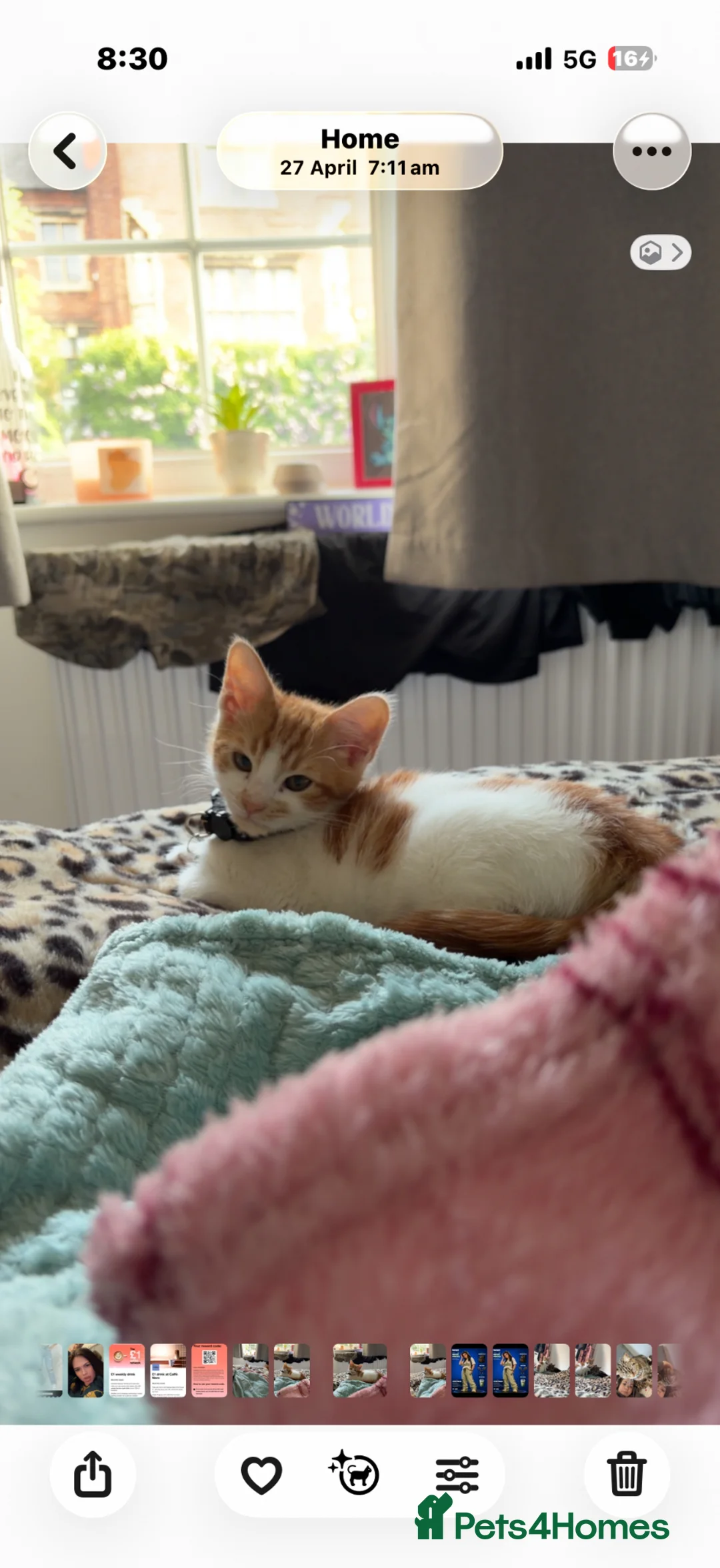 Ragdoll cats for sale: Mixed ragdoll kitten  in Nottingham - Advert 2