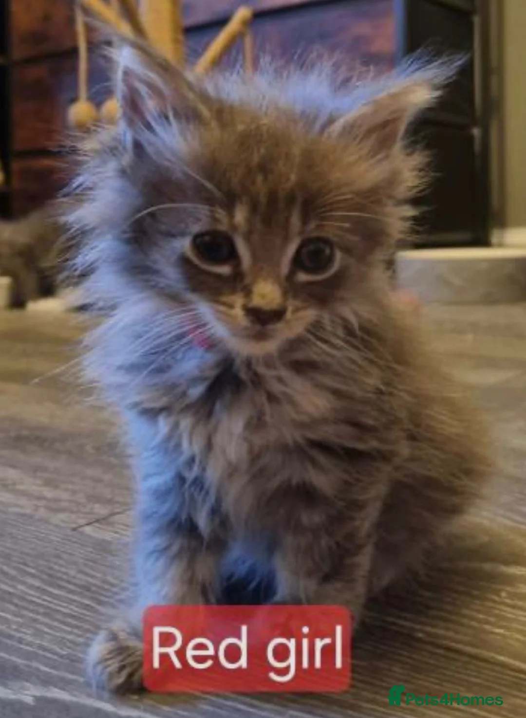 Maine Coon cats for sale: Full Main Coon kittens for sale  in Wembley - Advert 2
