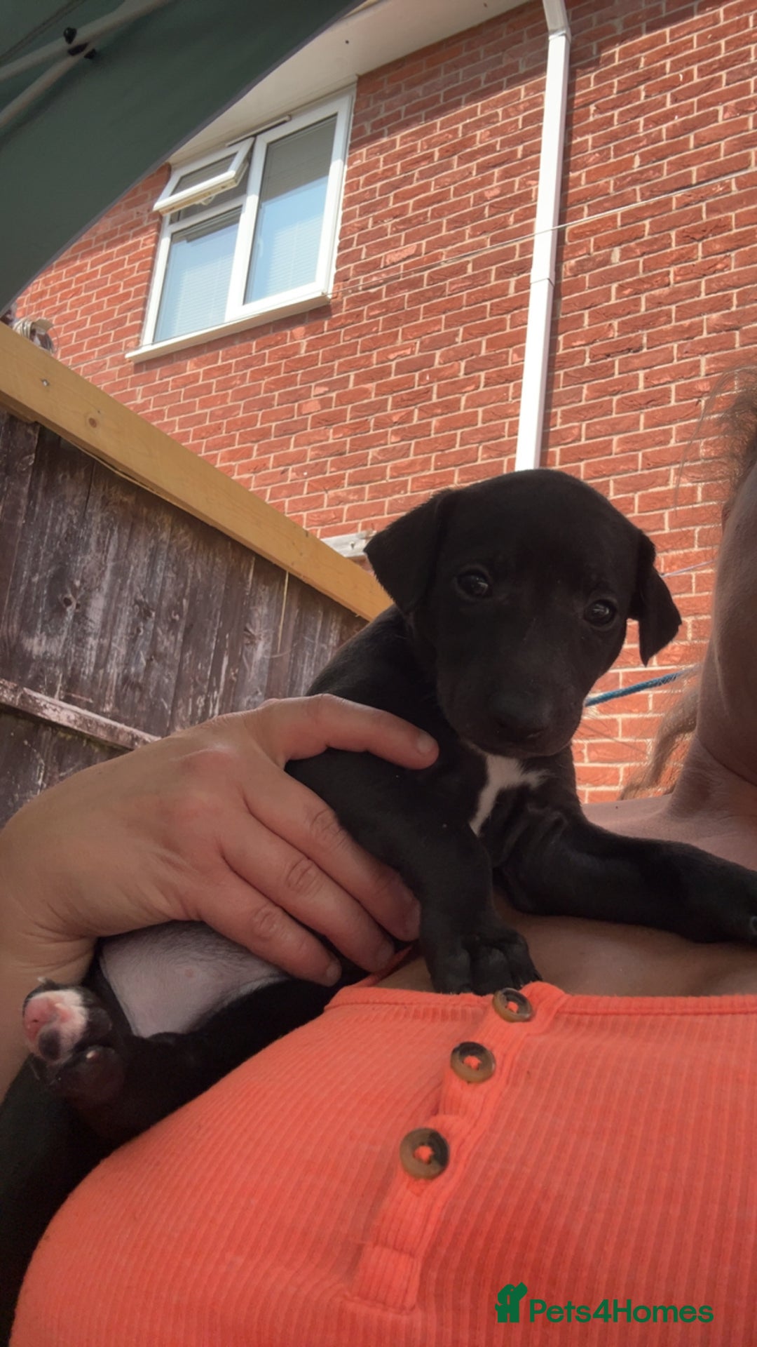 Whippet dogs for sale: 3 Whippets available from 10/09/25 - Image 15