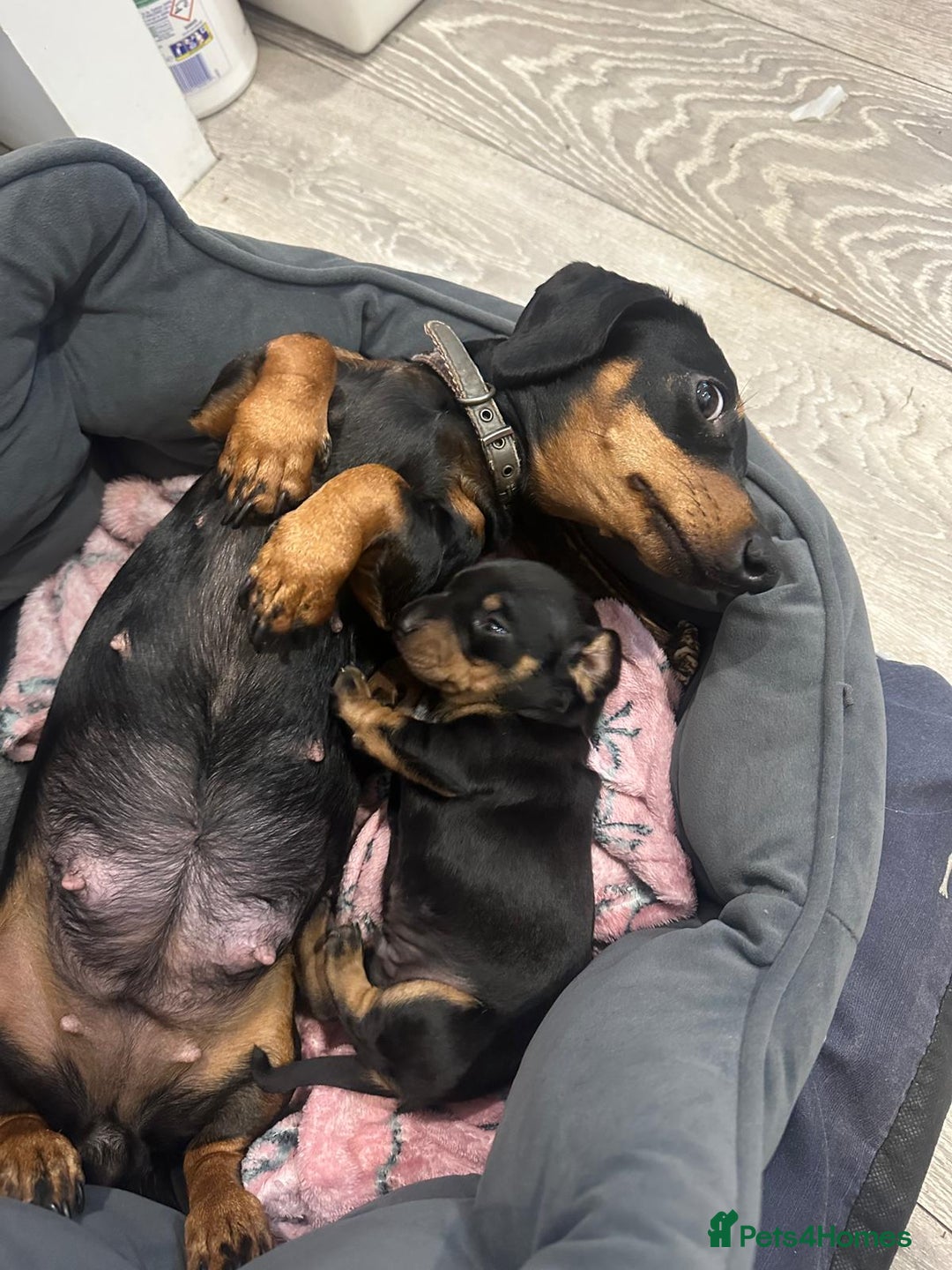 Miniature Dachshund dogs for sale: STUNNING SMOOTH SHORT HAIR MINIATURE DACHSHUND 💞 - Advert 8