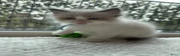 Ragdoll cats for sale: 6 Beautiful boy purebred ragdolls  - Advert 7