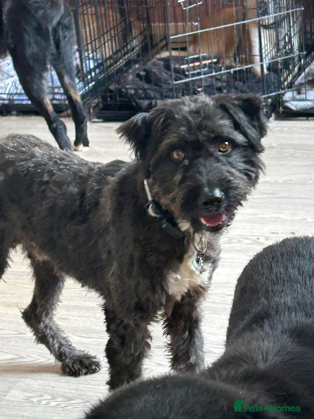 Mixed Breed dogs for adoption: Colby - Norwich Norfolk  in Norwich - Advert 28