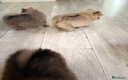 Pomeranian dogs for sale: STUNNING mini Pomeranians  - Image 9