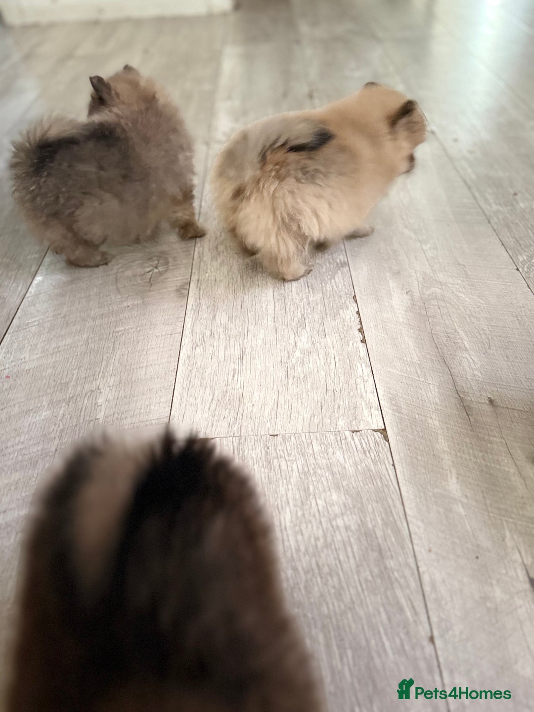 Pomeranian dogs for sale: STUNNING mini Pomeranians  - Image 9
