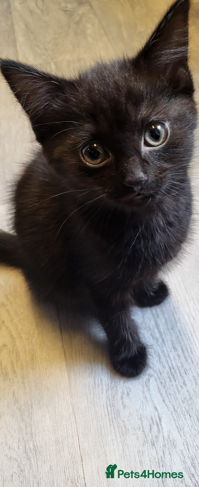 Mixed Breed cats 2 kittens for sale - Advert 1