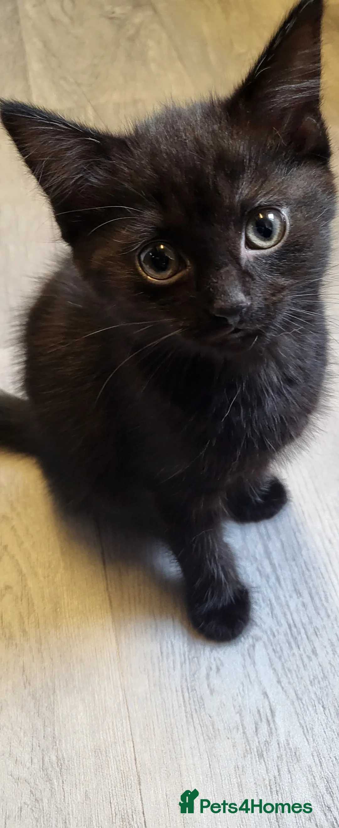 Mixed Breed cats for sale: 2 kittens for sale - Advert 1