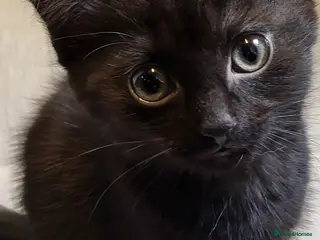 Mixed Breed cats 2 kittens for sale - Advert 1