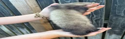 Ferret rodents for sale: Ferret kits - Advert 3