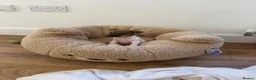 Jack Russell dogs for sale: Jack Russel puppy - Advert 4
