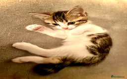 Mixed Breed cats for sale: 4 gorgeous tabby kittens - Image 20