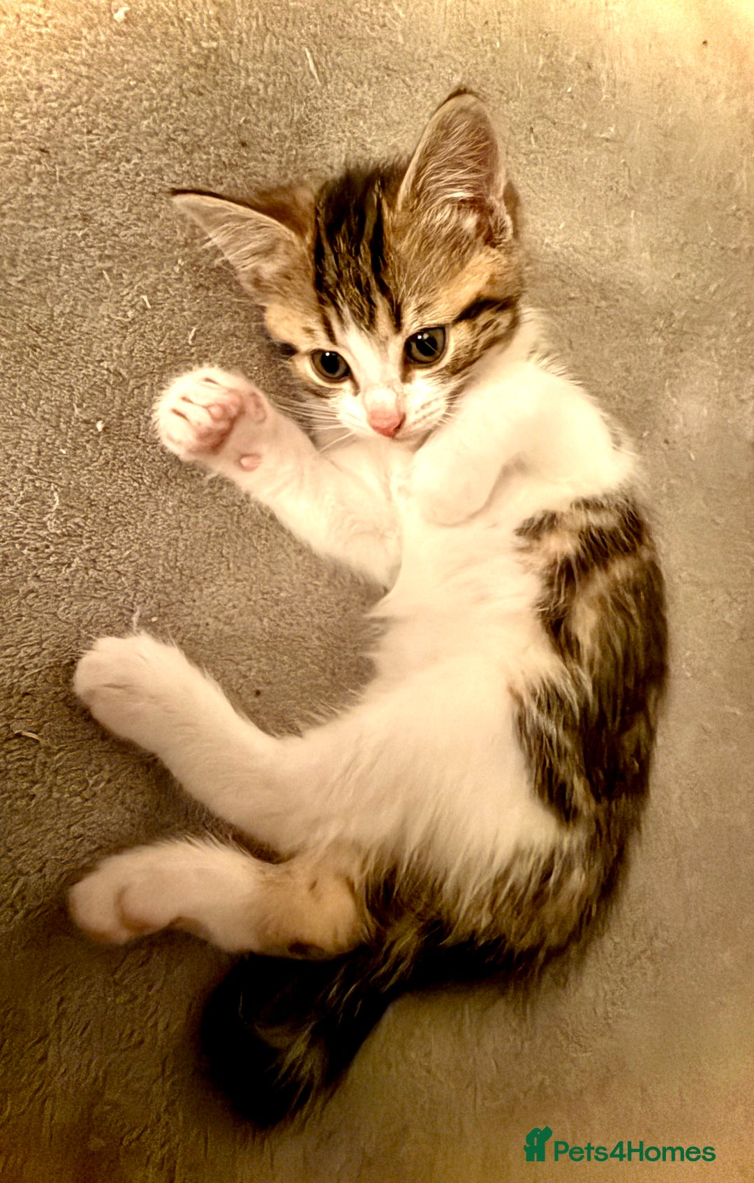 Mixed Breed cats for sale: 4 gorgeous tabby kittens - Image 20