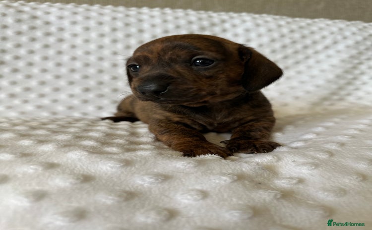 Miniature Dachshund dogs - Advert 2