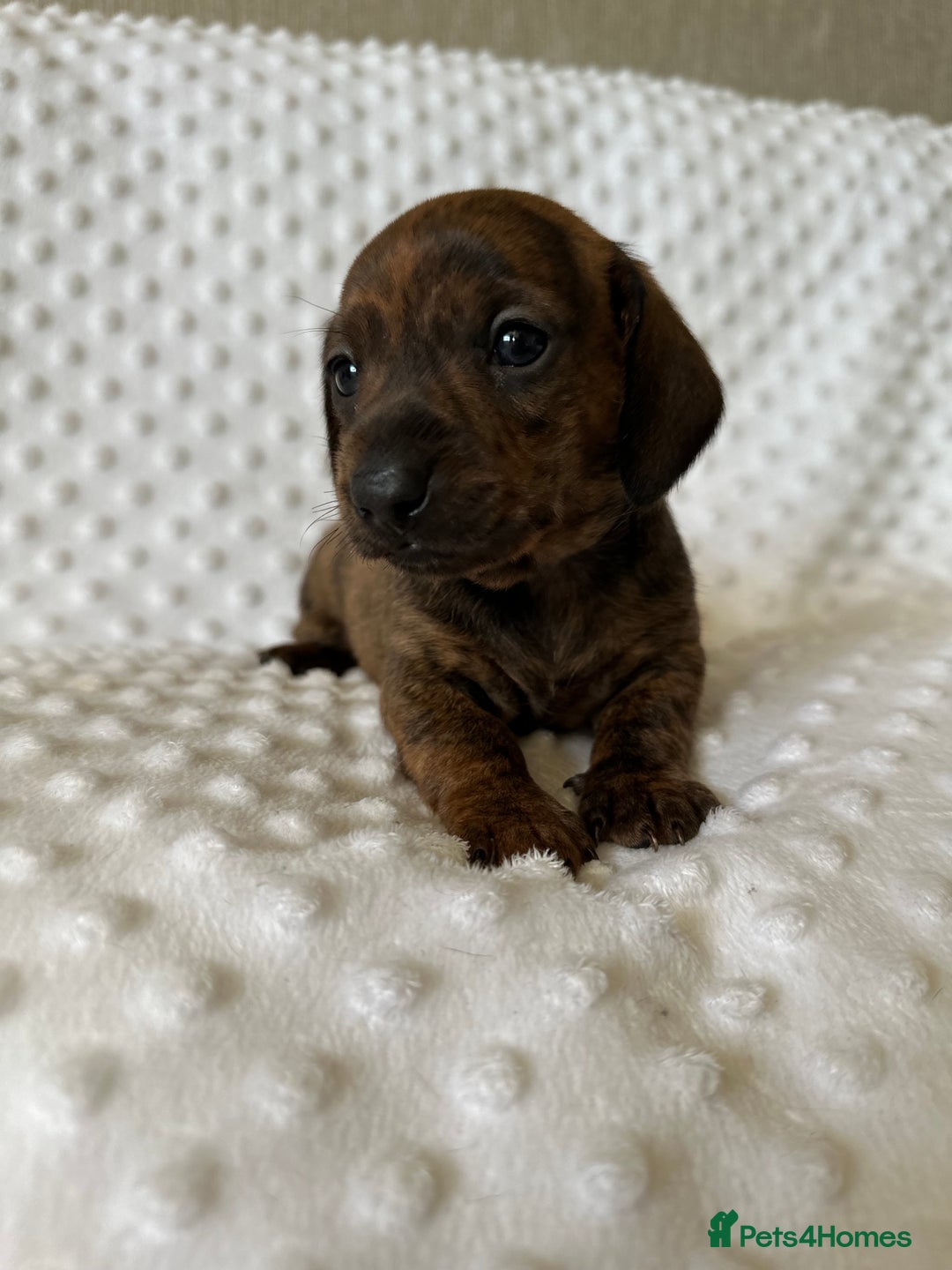 Miniature Dachshund dogs for sale: Champion lines mini Daschund last brindle boy  - Image 1