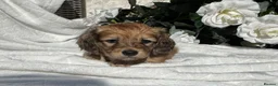 Miniature Dachshund dogs for sale: STUNNING KC LONG HAIRED MINIATURE DACHSHUND PUPS💕 - Advert 23