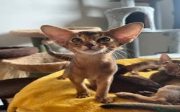 Abyssinian cats for sale: Beautiful Abyssinians kittens - Image 28