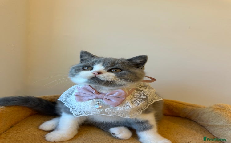 British Shorthair cats - Advert 9