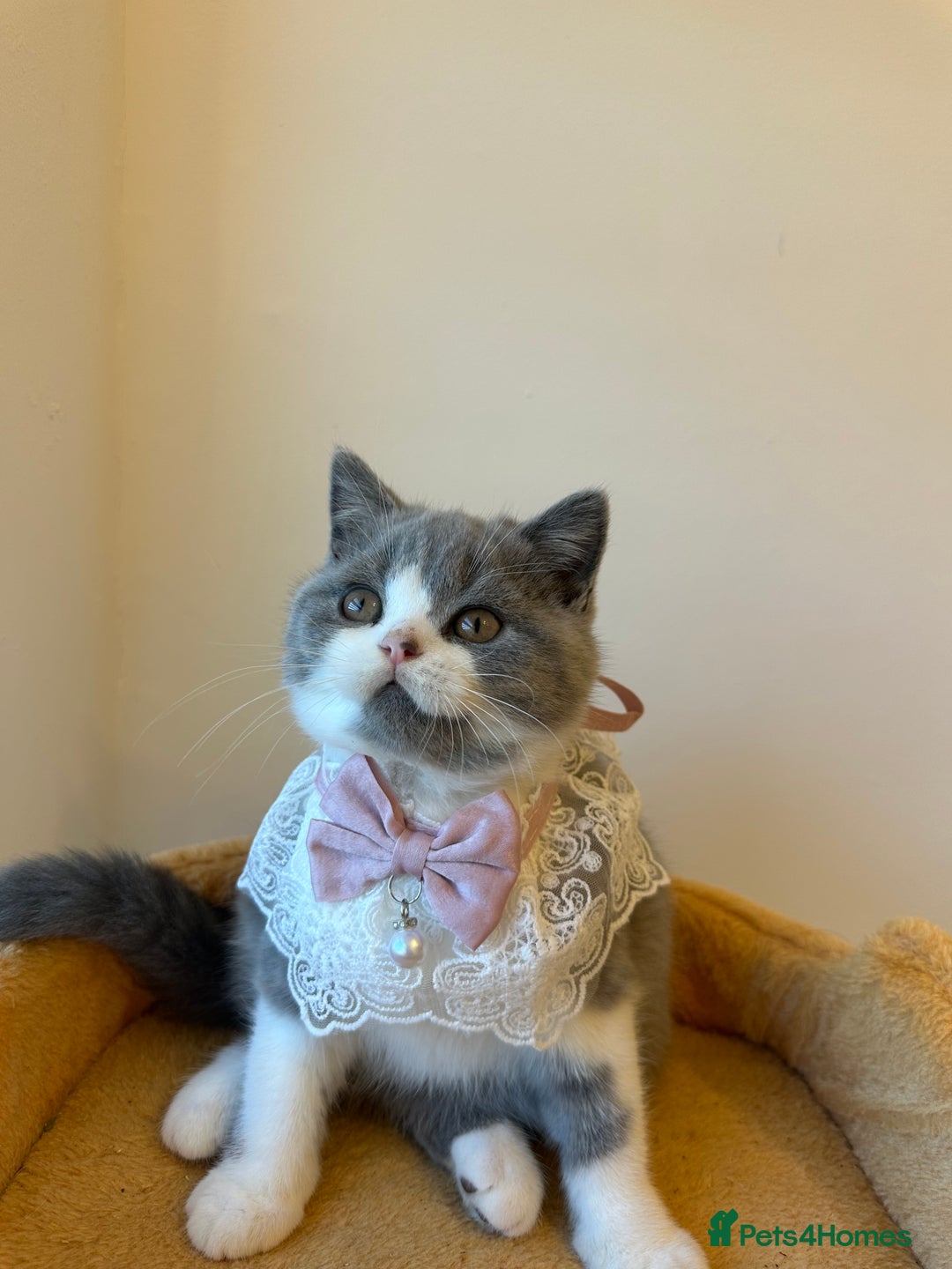 British Shorthair cats for sale: 🐻 STUNNING GIRL GCCF REGISTERED REDUCED LAST 1 🐻 - Image 1