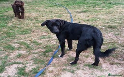 Mixed Breed dogs for adoption: An Adorable Labrador cross Boy - for a Loving Home - Image 13