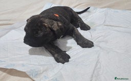 Cane Corso dogs for sale: Cane corsos  puppies  - Image 6