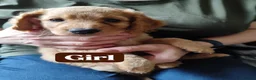 Cockapoo dogs for sale: Cockapoo Puppies, F2, Midlothian - Advert 20