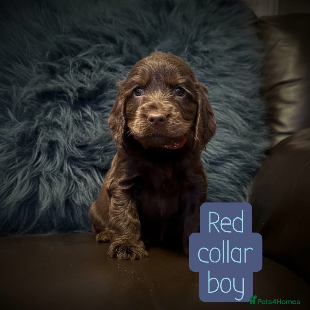 Cocker Spaniel dogs Beautiful show cocker puppies  - Advert 4