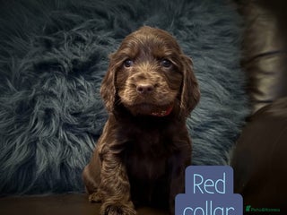 Cocker Spaniel dogs Beautiful show cocker puppies - Advert 4