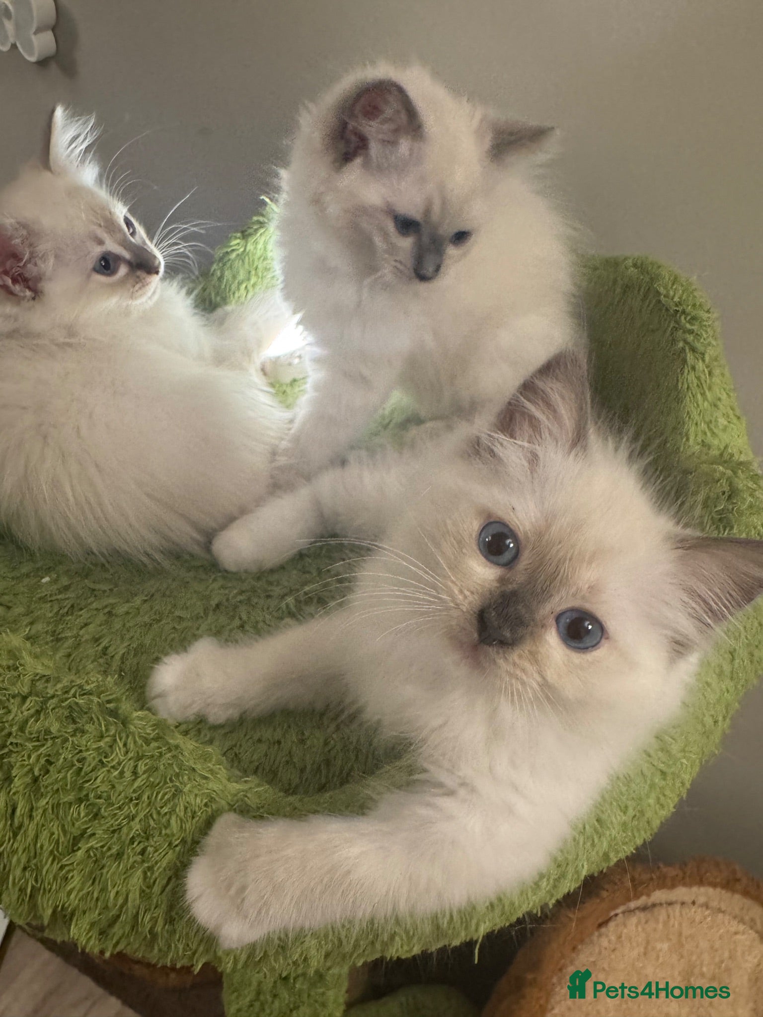 Ragdoll cats for sale: 2 BOYS LEFT Pure Ragdoll Boys now £400-£600 - Advert 1