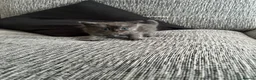 Ragdoll cats for sale: Ragdoll x Scottish fold  in Farnborough - Advert 4