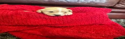 Cockapoo dogs for sale: Stunning cockapoo puppies  - Advert 32