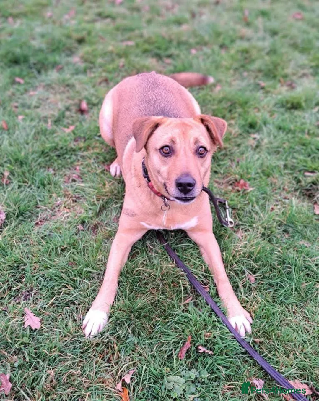 Mixed Breed dogs for adoption: 🧡 Delightful Duffy - once a shell of a dog 🧡 in Kidderminster - Advert 2