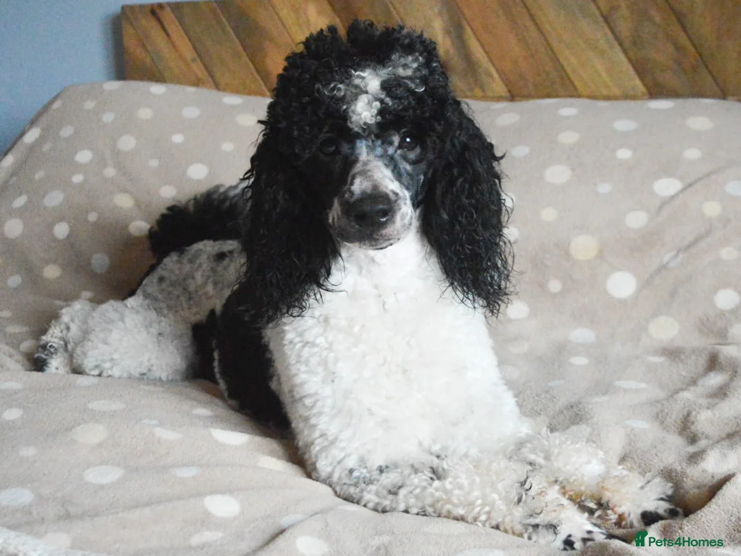 Miniature Poodle dogs for stud: Gorgeous Parti Miniature Poodle - Advert 11