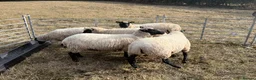 Sheep livestock for sale: Pedigree Llanwenog Shearling Ewes  in Chepstow - Advert 3