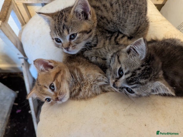 British Shorthair cats - Advert 1