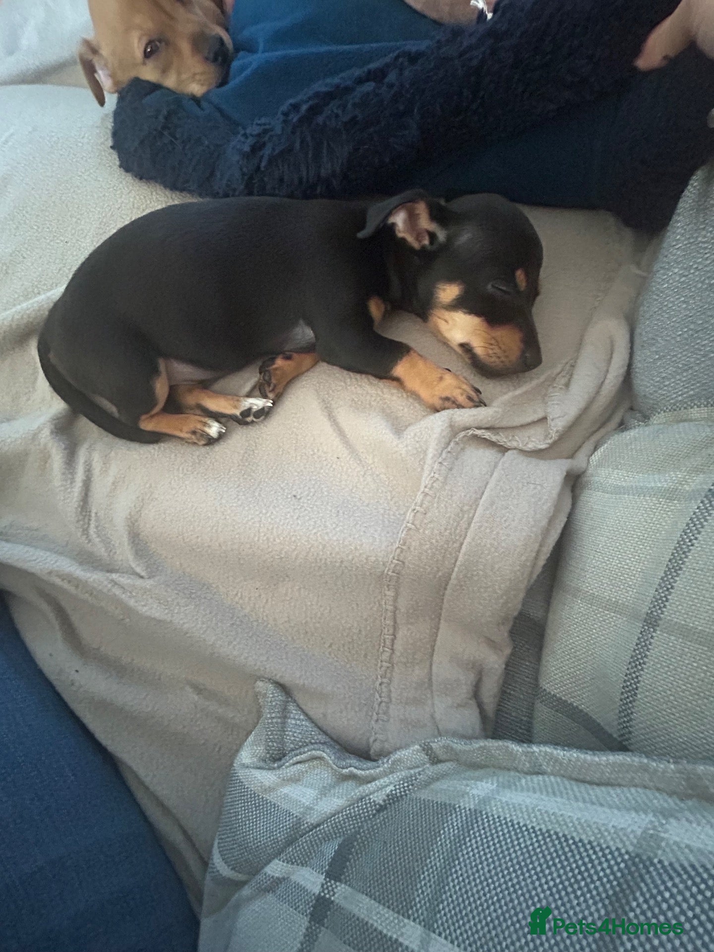 Patterjack dogs for sale: Last boy Left- Looking For He’s Forever Home! - Advert 7