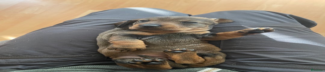 Dachshund Puppy 2