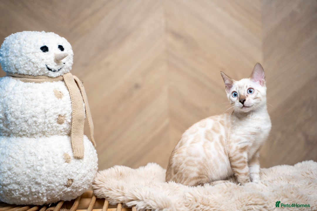 Bengal cats for sale: SNOW LYNX PURE BENGAL BOY-Frankie-Top Personality - Advert 25