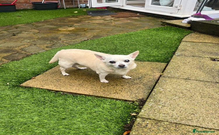 Mixed Breed dogs Chloe looking for a Forever home she’s 13 year old - Advert 1