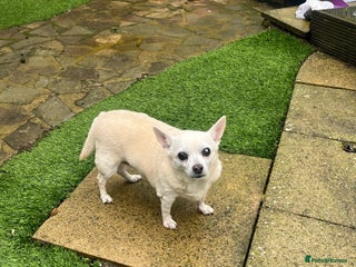 Mixed Breed dogs for sale: Chloe looking for a Forever home she’s 13 year old - Advert 1