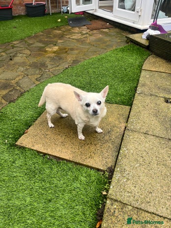 Mixed Breed dogs Chloe looking for a Forever home she’s 13 year old - Advert 2