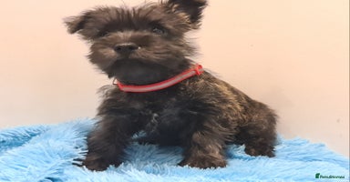 Cairn Terrier dogs - Advert 5
