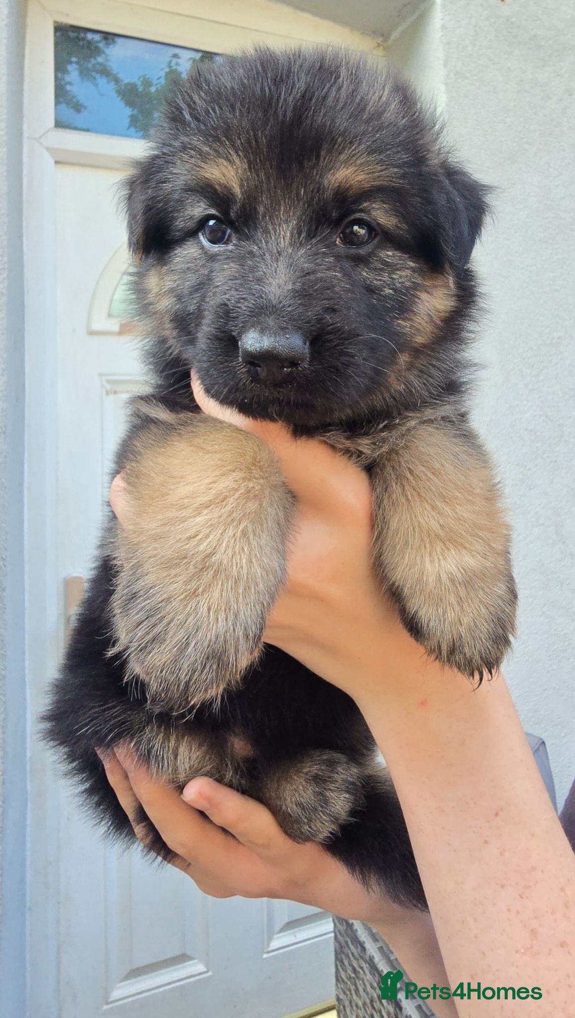 German Shepherd dogs Beautiful litter of german shepherd puppies  - Advert 1
