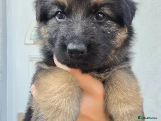 German Shepherd dogs Beautiful litter of german shepherd puppies - Advert 1