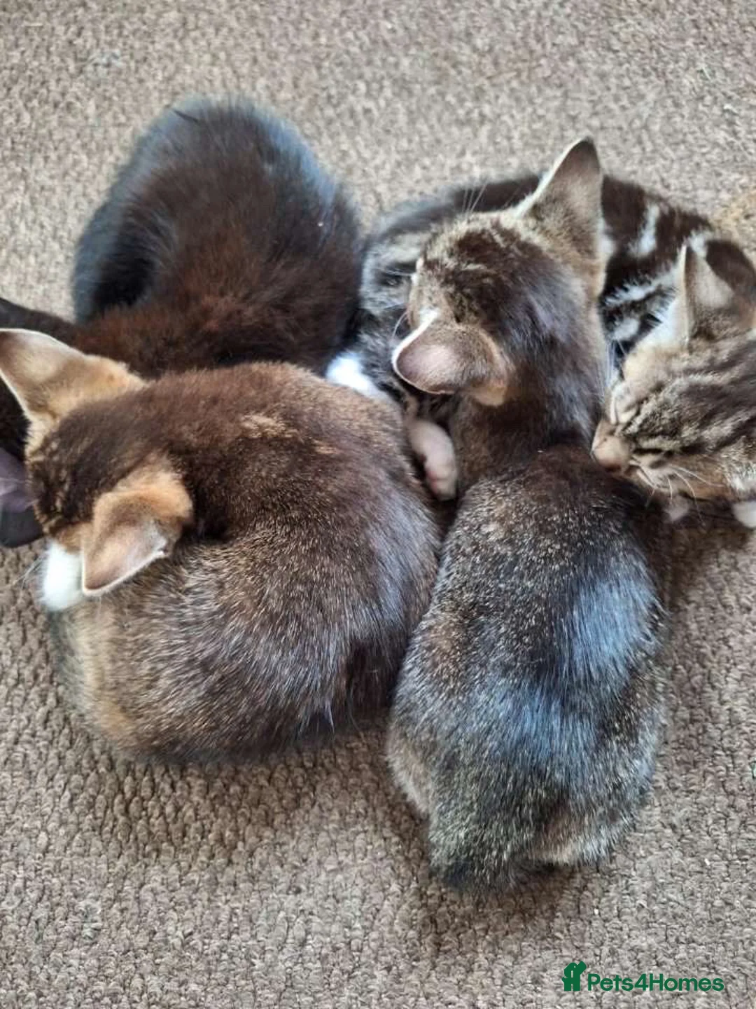 Abyssinian cats for sale: 3 Gorgeous Abyssinian Cross  - Advert 1